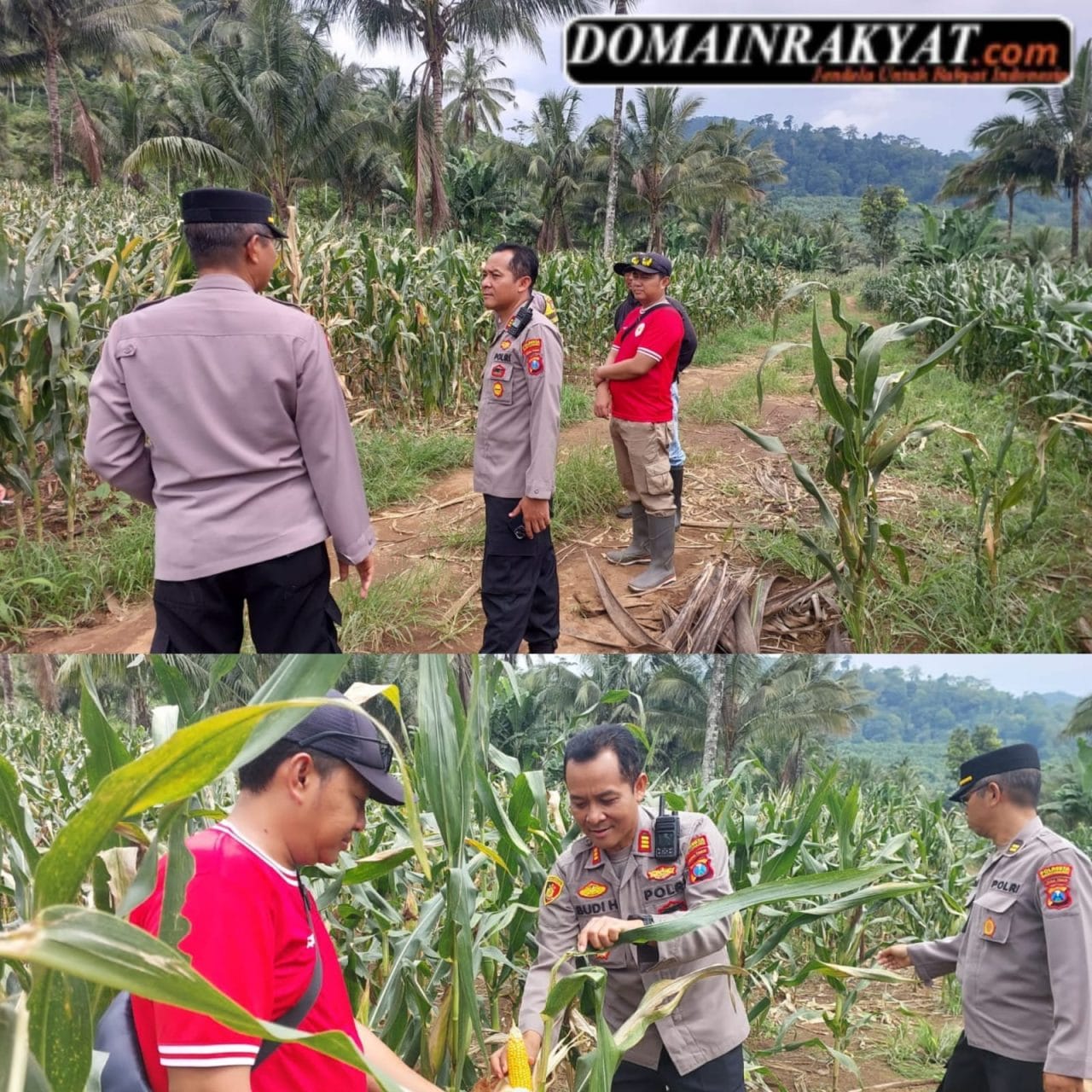 Tinjau lahan Jagung yang Siap Panen di Glenmore, Polresta Banyuwangi Dukung Ketahanan Pangan