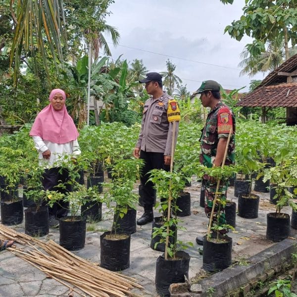 Bhabinkamtibmas Kedungasri Polsek Tegaldlimo Dukung Ketahanan Pangan Lewat Monitoring Pertumbuhan Tanaman Cabai dan Terong