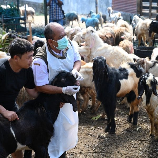 Jelang Idul Adha 2025, Dinas Pertanian Sisir Lapak Hewan Kurban di Banyuwangi