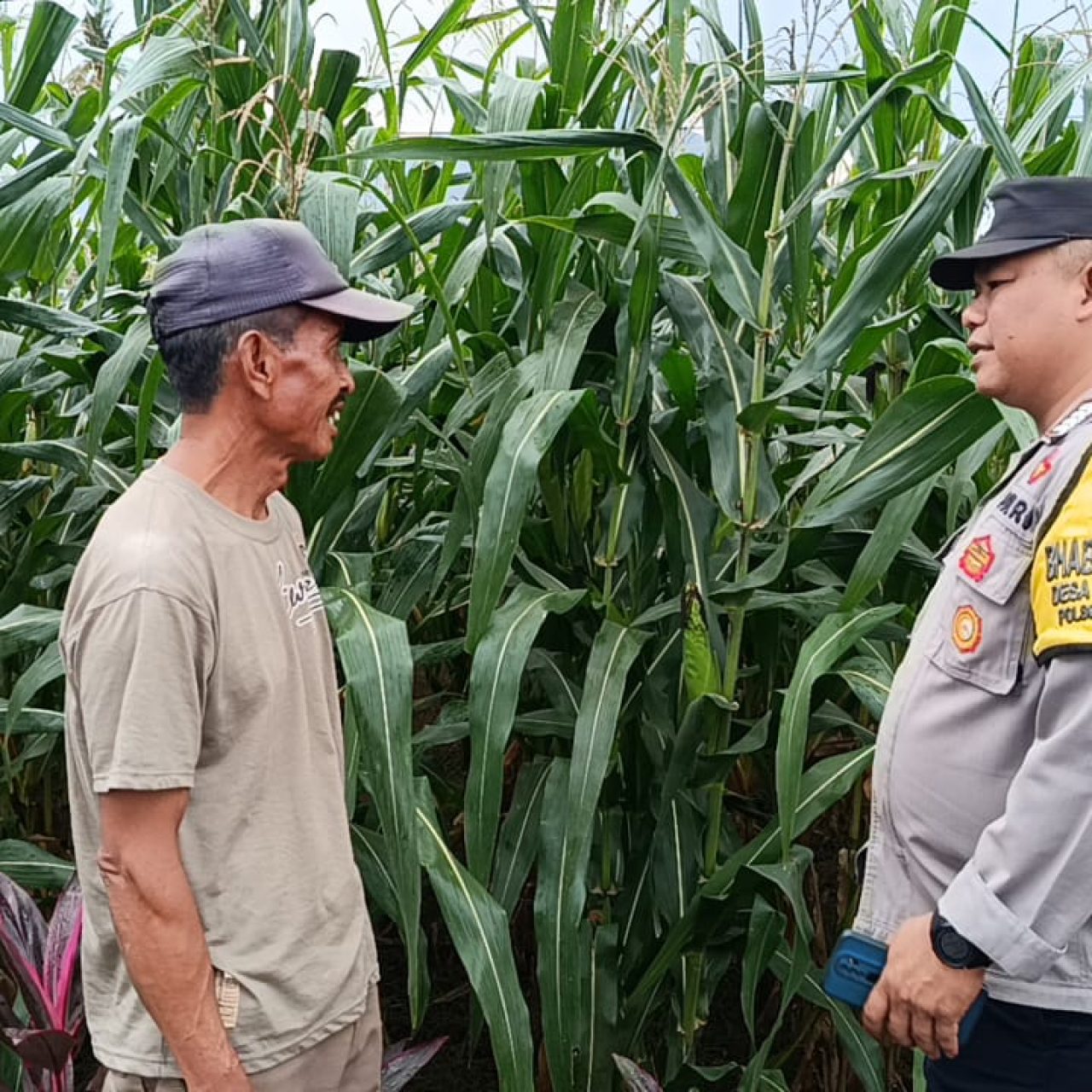 Bantu Petani Jagung, Polresta Banyuwangi Turun Langsung ke Lahan