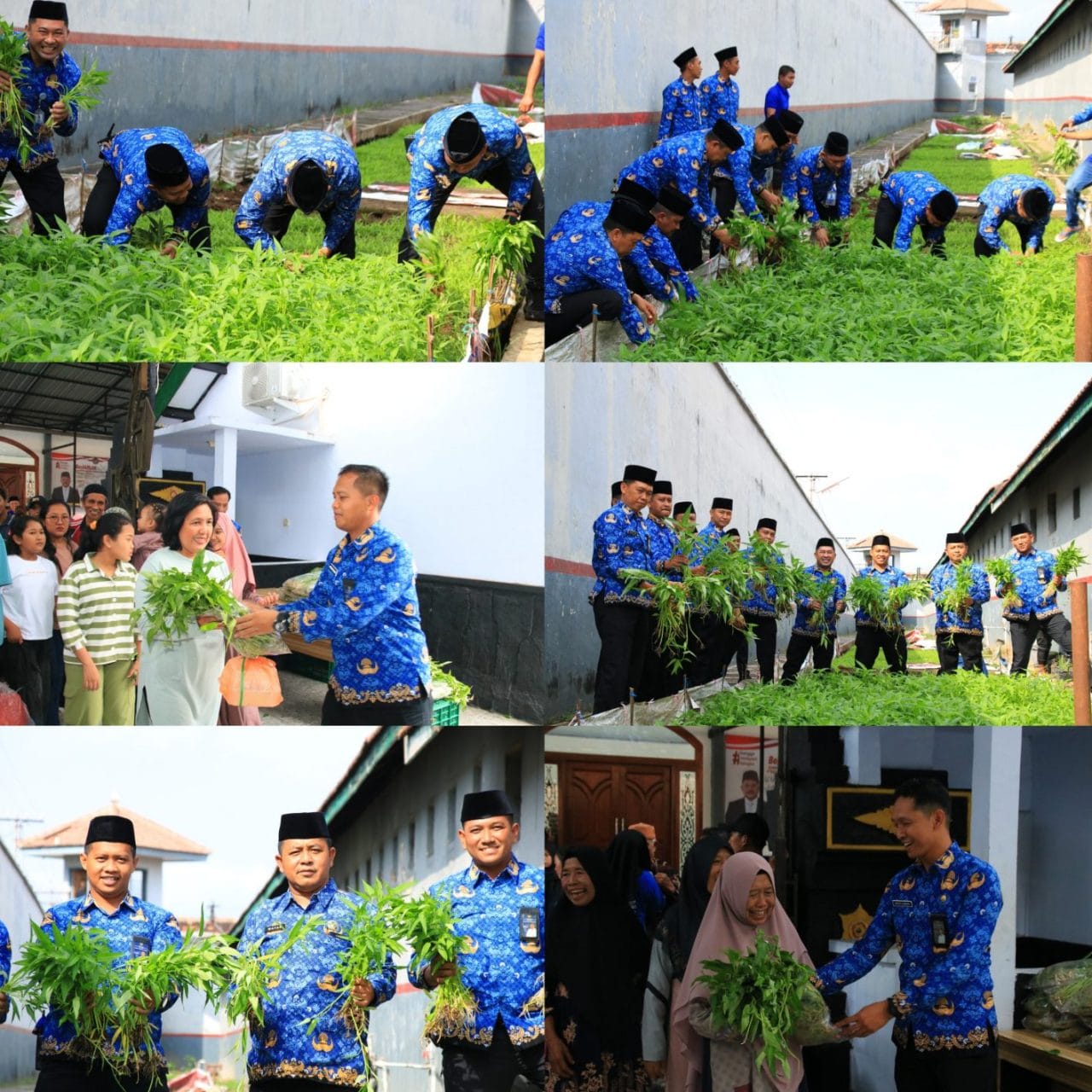 Komitmen Dukung Ketahanan Pangan Berkelanjutan, Lapas Banyuwangi Kembali Panen Kangkung