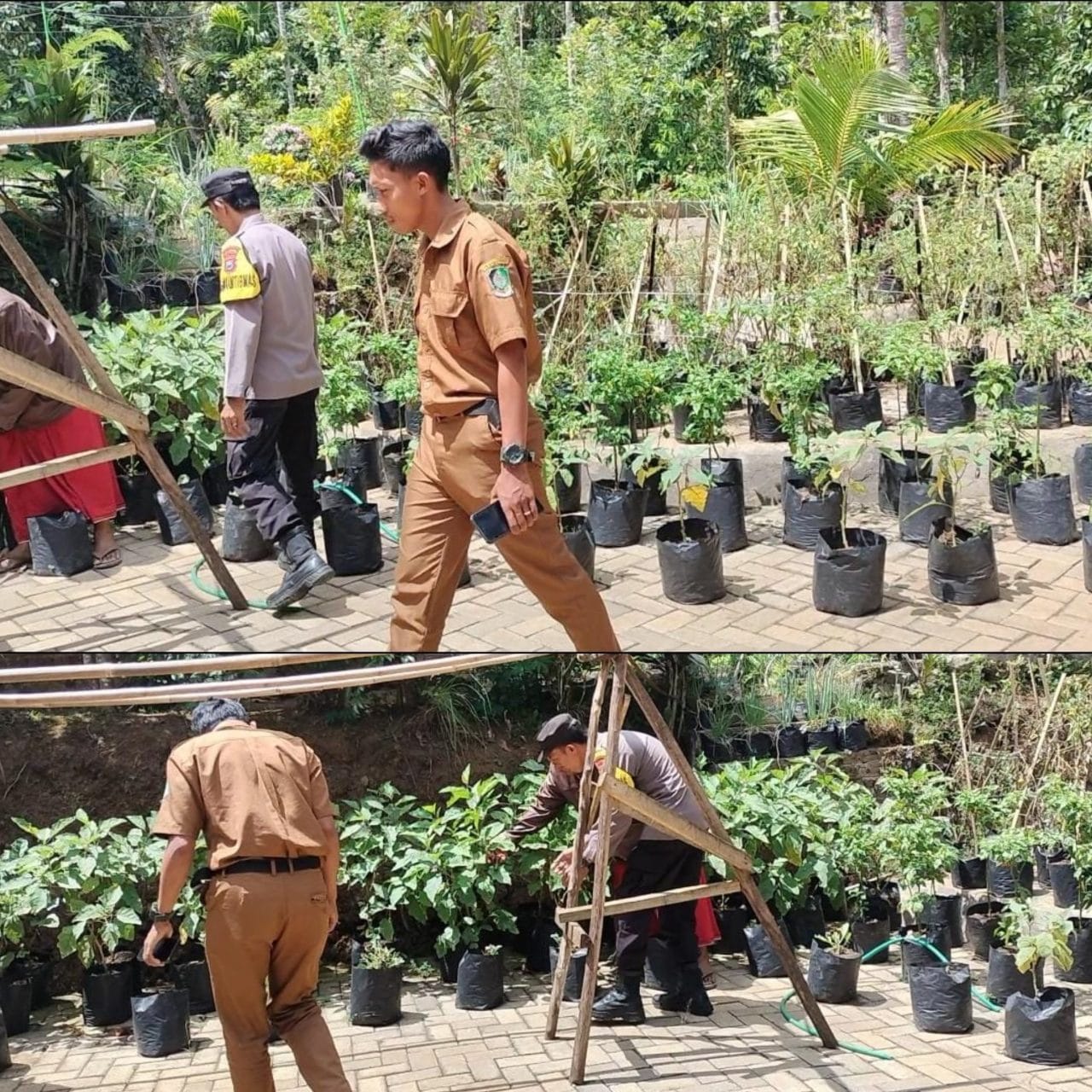 Polisi dan Kelompok Tani di Banyuwangi Aktif Berdayakan Pekarangan Pangan Lestari Dukung Ketahanan Pangan Nasional