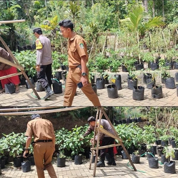 Polisi dan Kelompok Tani di Banyuwangi Aktif Berdayakan Pekarangan Pangan Lestari Dukung Ketahanan Pangan Nasional