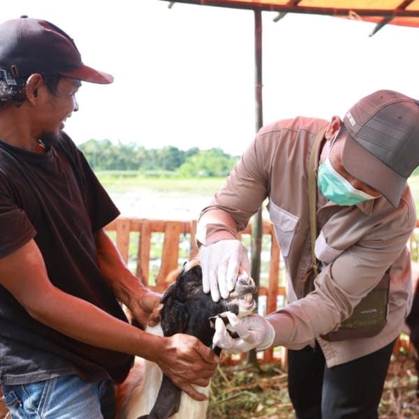 Jelang Idul Adha, Tak Ada Temuan Kasus PMK di Banyuwangi