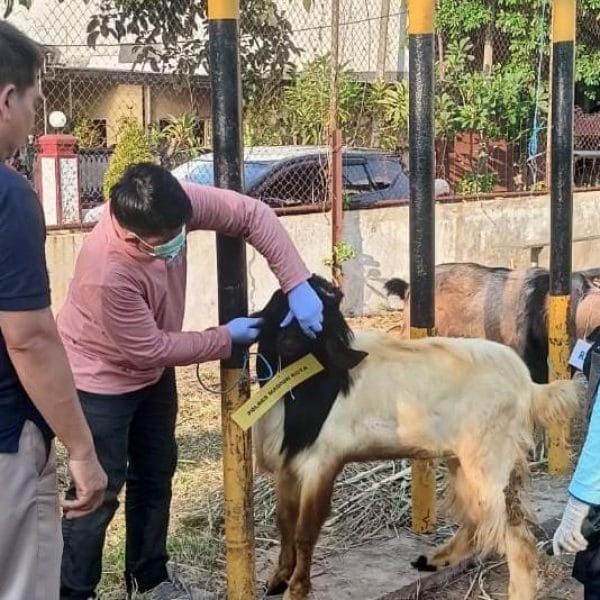 Polres Madiun Kota Datangkan Dokter Hewan Pastikan Kesehatan Hewan Kurban   