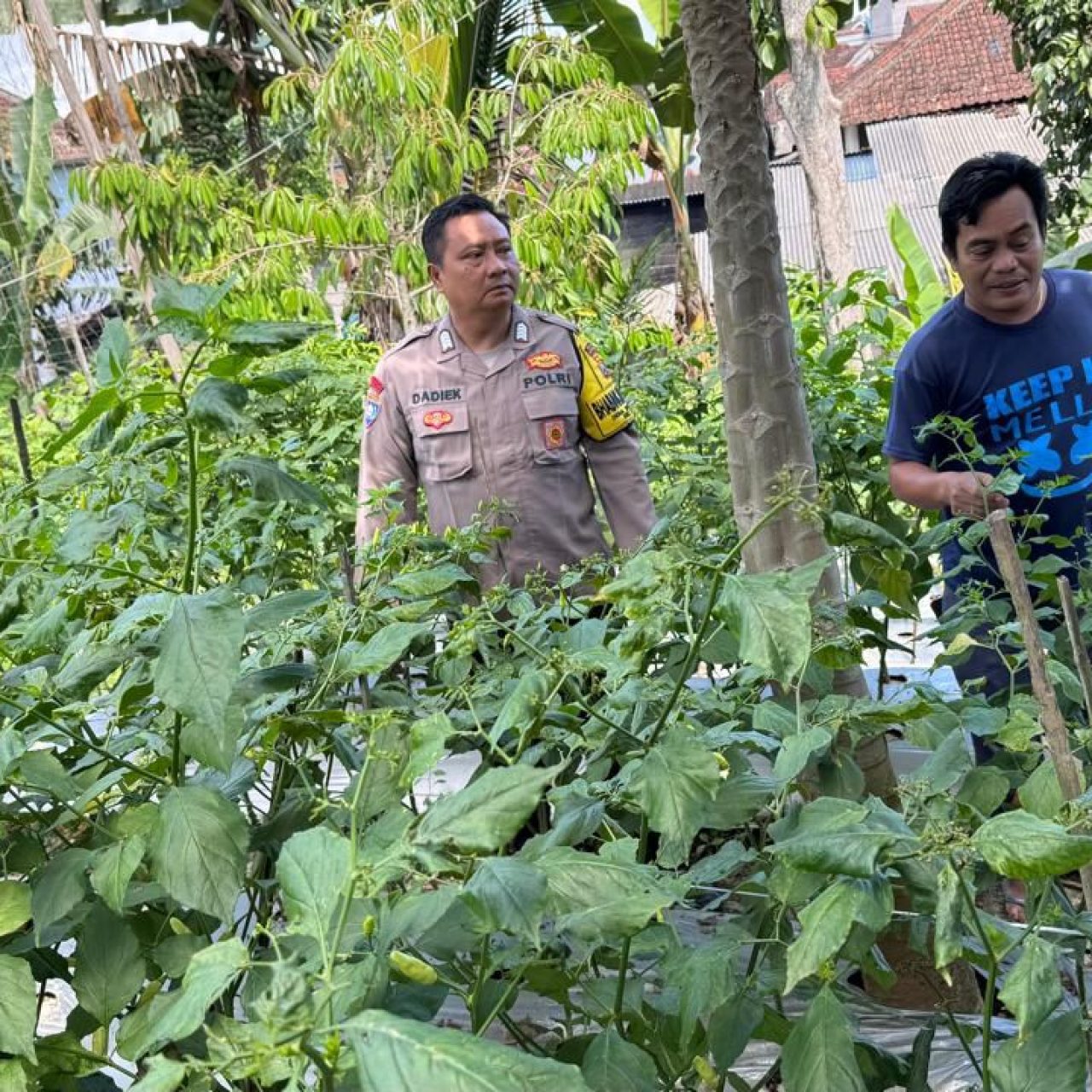 Polresta Banyuwangi Dukung Progam Bapak Presiden Prabowo Subianto program Pekarangan Pangan Bergizi di Desa Karangsari