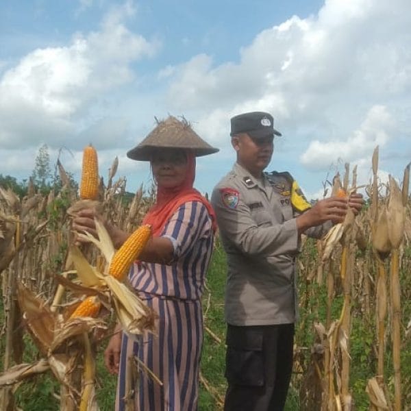 Polisi di Banyuwangi Dampingi Petani Panen Jagung Dukung Swasembada Pangan, Sukseskan Program Asta Cita Presiden Prabowo Subianto