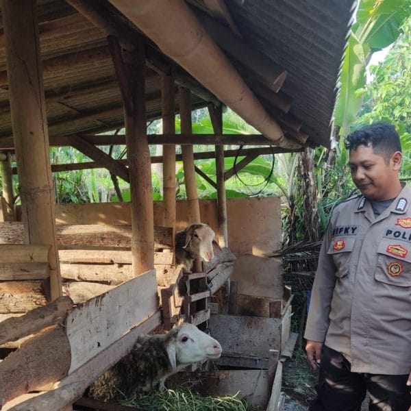 Pemanfaatan Lahan Kosong untuk Peternakan Domba di Desa Glagah Dukung Program Presiden Prabowo Subianto Ketahanan Pangan