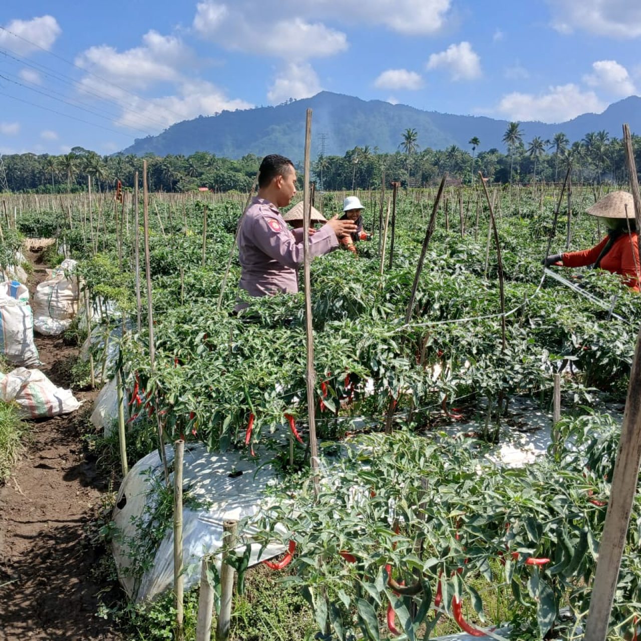 Dukung Ketahanan Pangan, Bhabinkamtibmas Polresta Banyuwangi Dampingi Warga Budidaya Cabai
