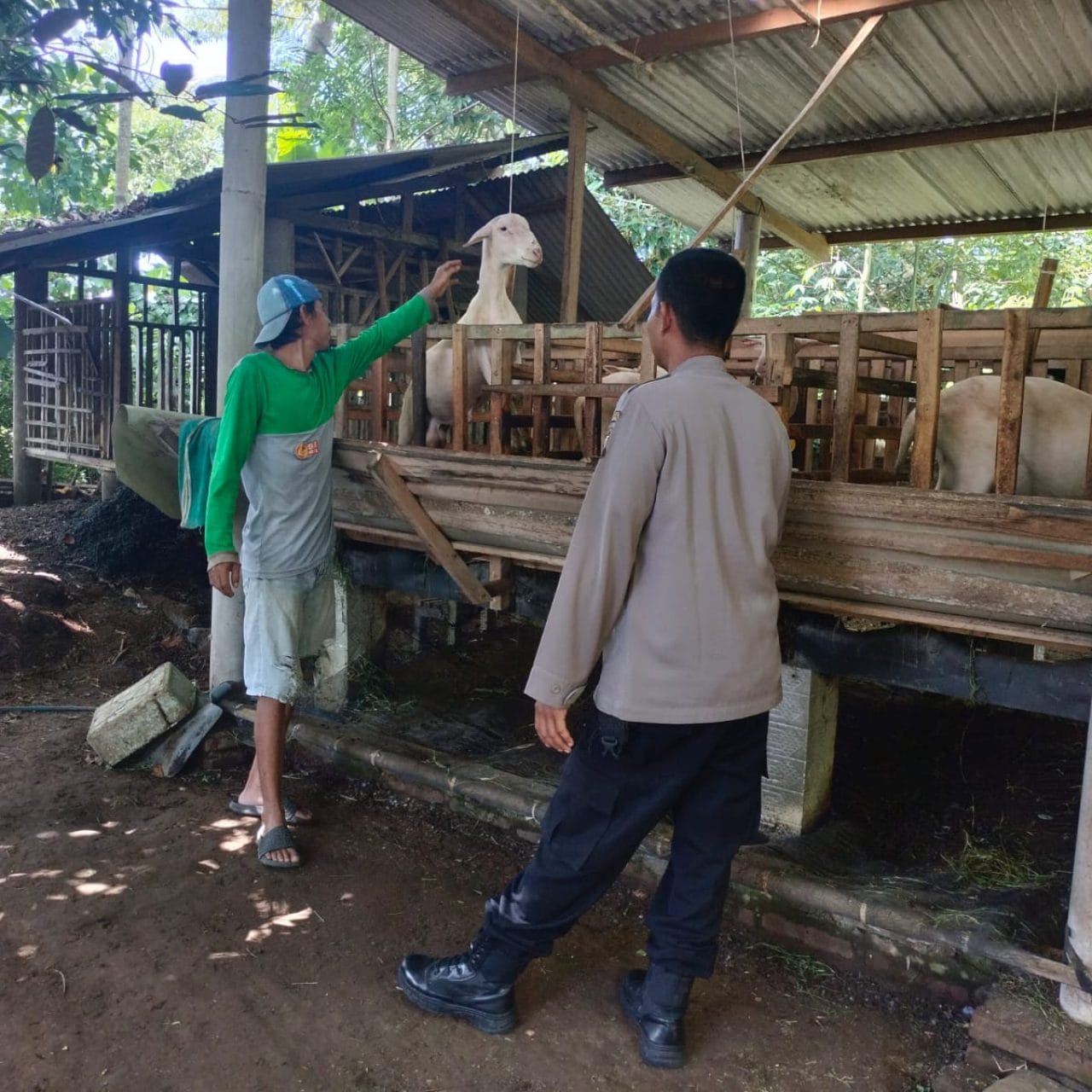 Polresta Banyuwangi Dampingi warga berternak Kambing, Dukung Ketahanan Pangan dari Desa
