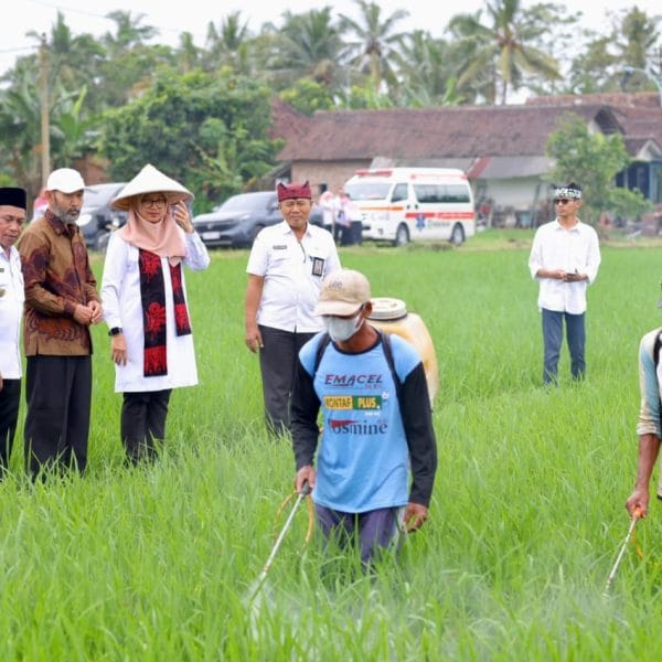 Sejalan dengan Swasembada Pangan Presiden Prabowo, Produksi Beras Banyuwangi Surplus 159 Ribu Ton