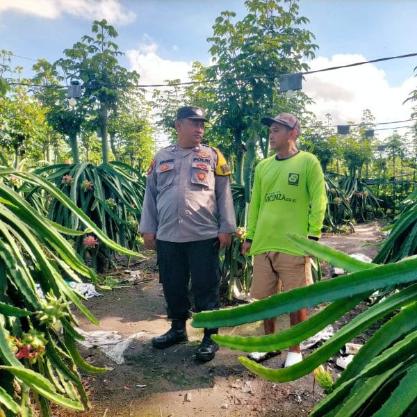 Dorong Ketahanan Pangan, Bhabinkamtibmas Banyuwangi Masifkan Tanam Buah Naga di Pekarangan Warga