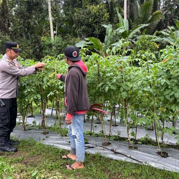 Dukung Program Ketahanan Pangan Presiden Prabowo Subianto, Kapolsek Licin Polresta Banyuwangi Tinjau Budidaya Tomat