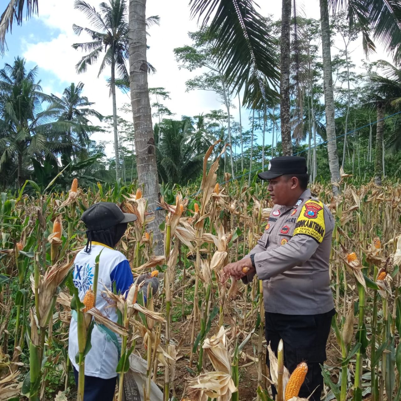 Bhabinkamtibmas Polresta Banyuwangi Dampingi Petani Panen Jagung, Dukung Swasembada Pangan