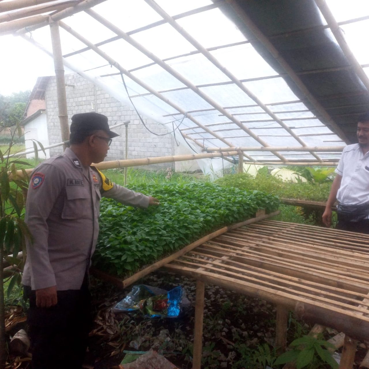 Pemanfaatan Pekarangan; Bhabinkamtibmas Polresta Banyuwangi Dampingi Warga Budidaya Pembibitan Cabai