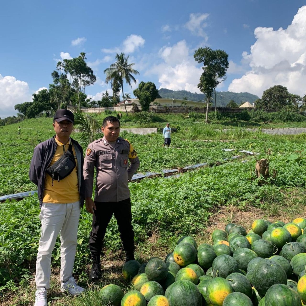Menumbuhkan Harapan: Bhabinkamtibmas Polresta Banyuwangi Dampingi Petani Semangka di Kalibaru