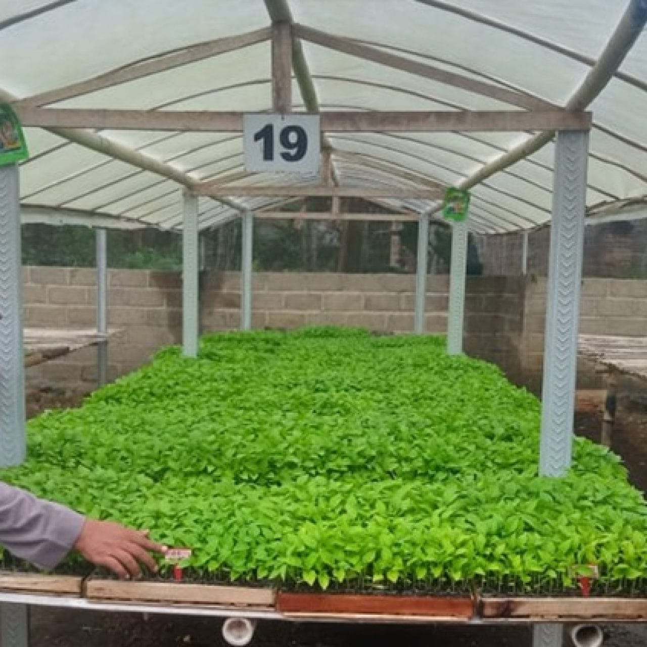 Polsek Sempu Optimalkan Progam Asta Cita Presiden Prabowo, Kunjungi Pekarangan Cabai Warga Jambewang