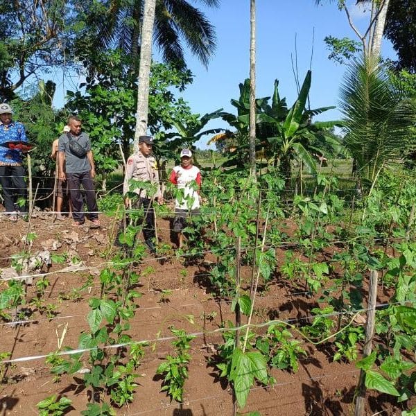Bhabinkamtibmas Desa Aliyan bersama Pemdes, Sambangi Warga yang Manfaatkan lahan untuk Tanam Kacang Panjang