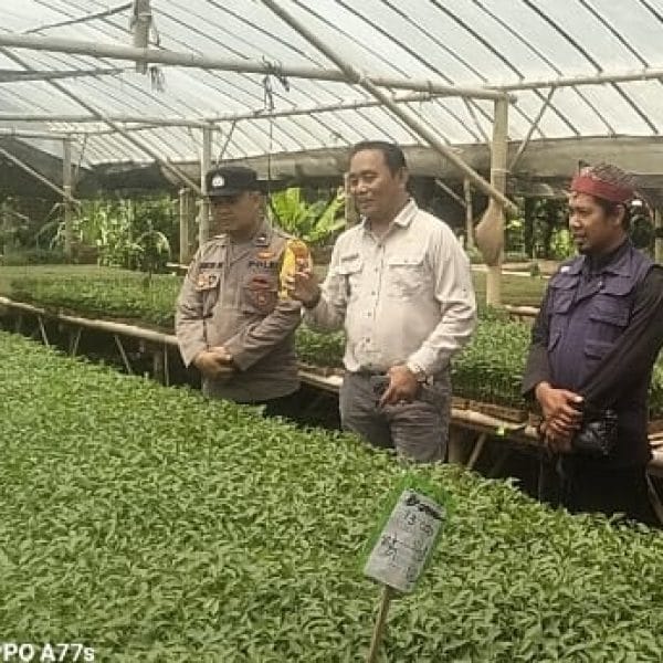 Polsek Cluring Monitoring Kebun Tomat Desa Sarimulyo Dukung Program Presiden Ketahanan Pangan