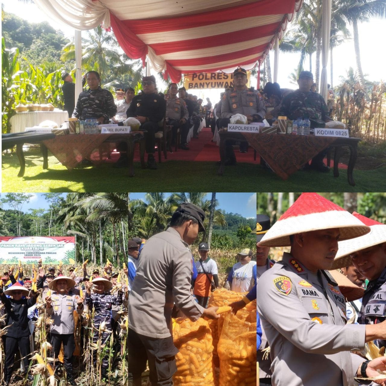 Polresta Banyuwangi Polda Jatim Bersama Menggelar Panen Raya Jagung Serentak Kuartal II di Lahan Perkebunan PT. New View Glen Falloch