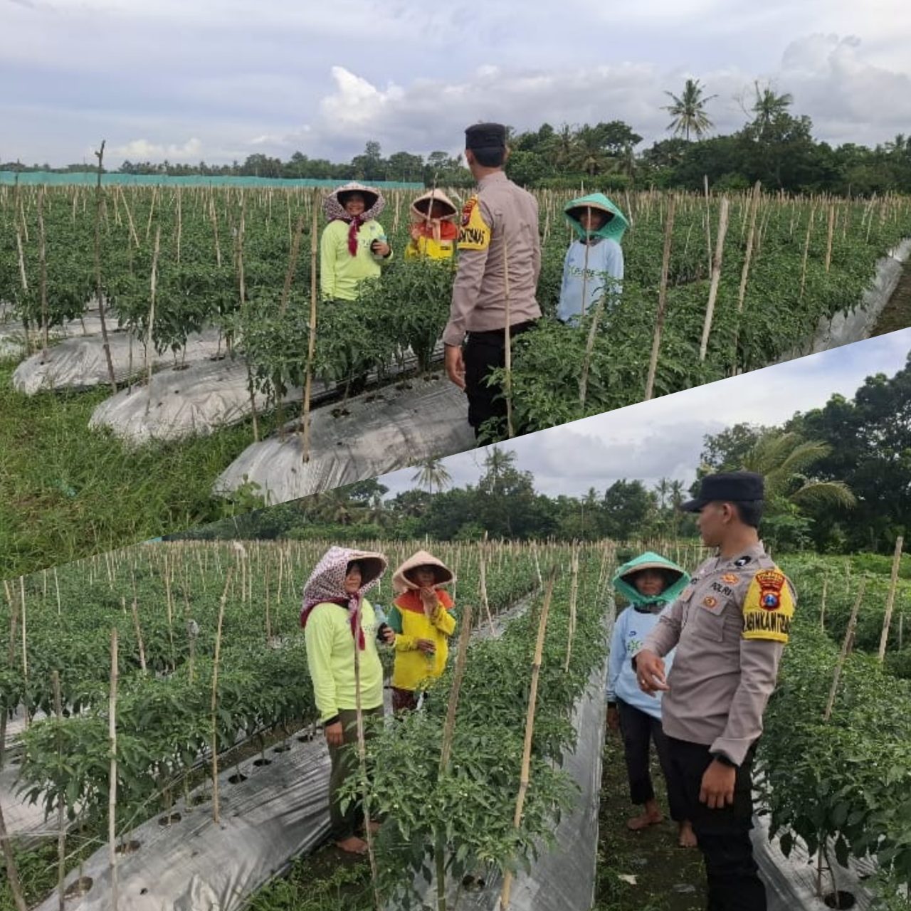 Dukung Ketahanan Pangan dengan Pemanfaatan Lahan Produktif: Peran Bhabinkamtibmas Polresta Banyuwangi Dalam Budidaya Cabai