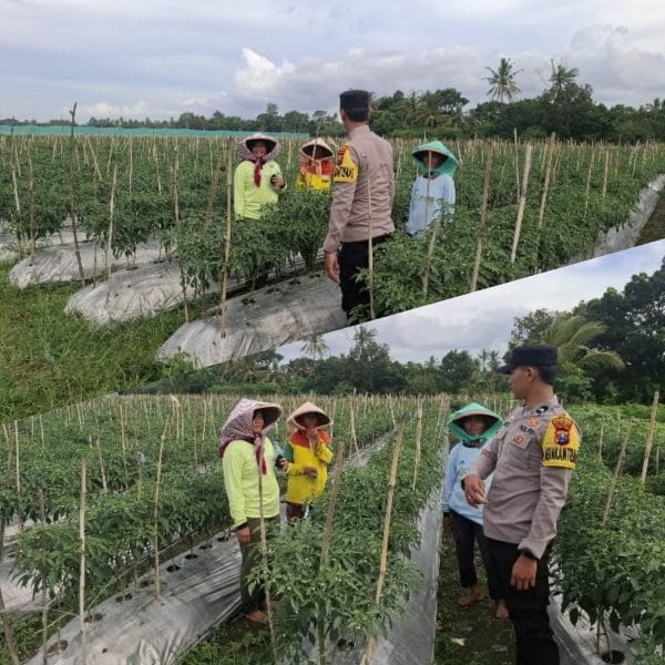 Dukung Ketahanan Pangan dengan Pemanfaatan Lahan Produktif: Peran Bhabinkamtibmas Polresta Banyuwangi Dalam Budidaya Cabai