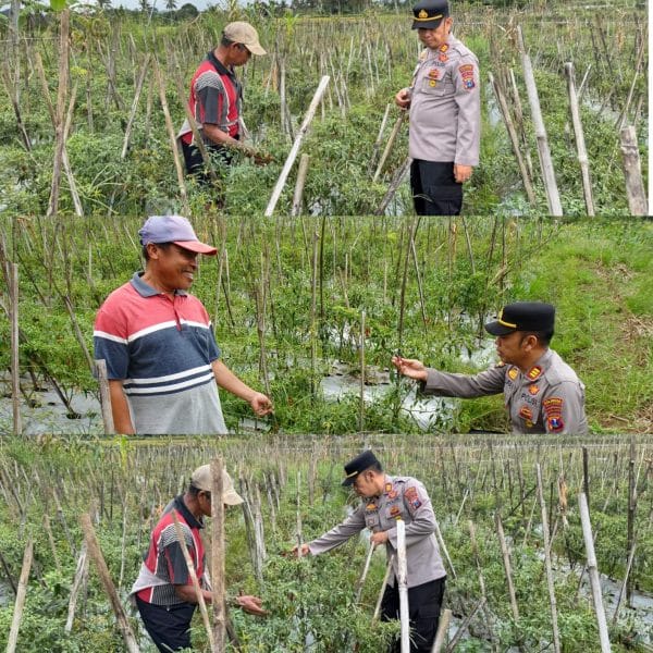 Sukseskan Ketahanan Pangan Nasional, Kapolsek Licin Polresta Banyuwangi Tinjau Budidaya Cabai di Desa Kluncing   