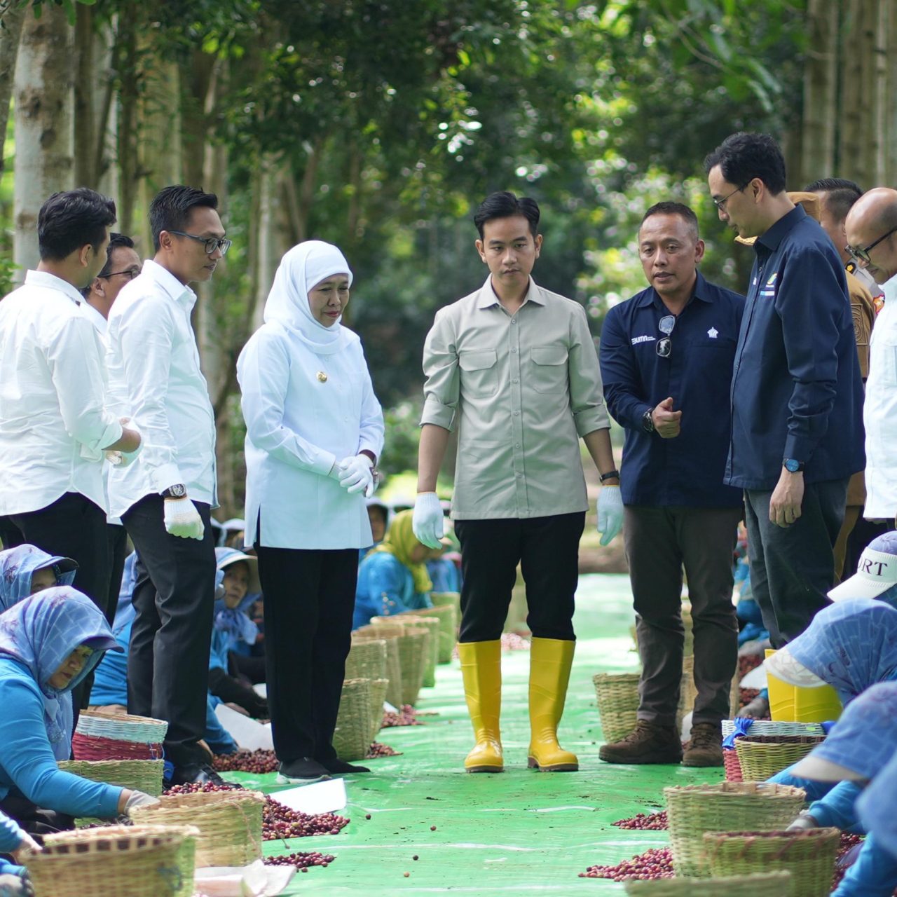Panen Raya Kopi Ijen, Wapres Dukung Peningkatan Produktivitas, Hilirisasi dan Branding Kopi Indonesia