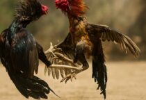 pematangsiantar, sabung ayam ilegal, perjudian