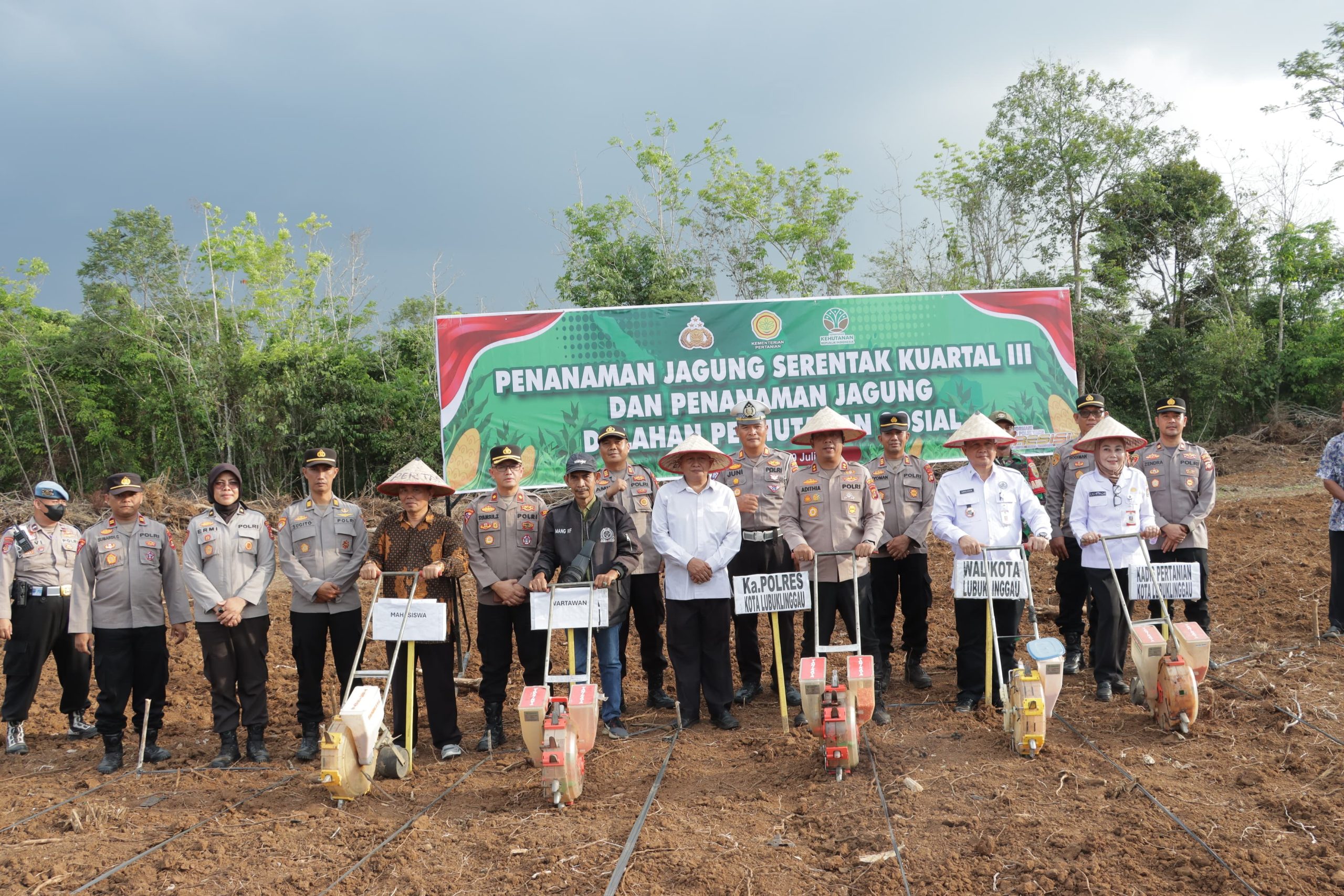 penanaman jagung serentak