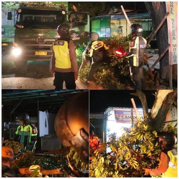 Respon Cepat; Polresta Banyuwangi Lakukan Evakuasi Pohon Tumbang Di Jalan Wilayah Kalipuro