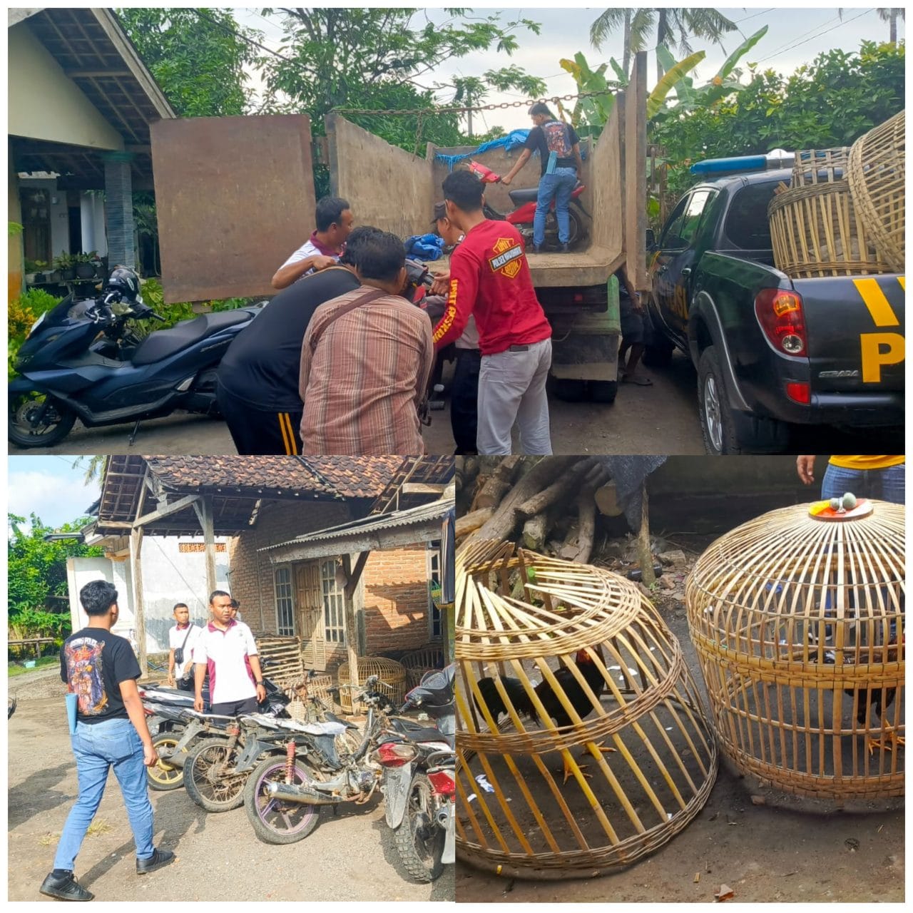 Polresta Banyuwangi; Respon Informasi Masyarakat dan tindak Tegas Praktik Sabung Ayam dan Pihak Yang Terlibat