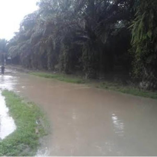 GKSB Protes Keras Konversi Teh Menjadi Tanaman Sawit di Sidamanik Simalungun