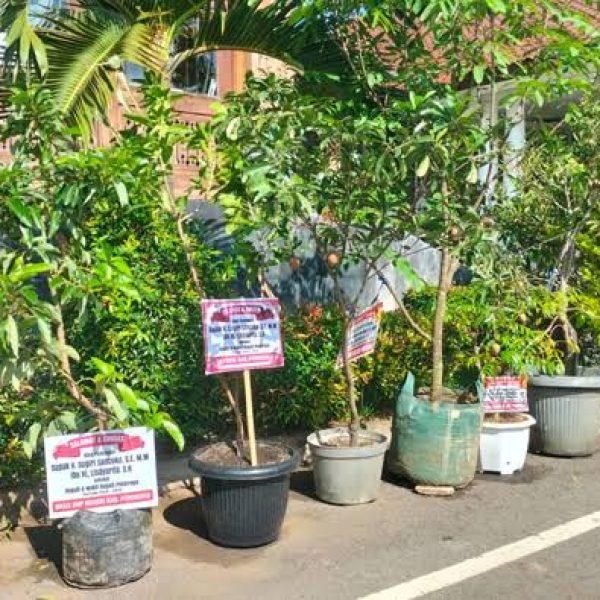 Inovasi Baru, NR Florist Linggau Sediakan Ucapan Lewat Bibit Tanaman Buah