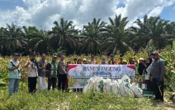 Wujudkan Swasembada Pangan,Polsek Seruyan Tengah Bersama Unsur Forkopimcam Panen Jagung di Desa Bumi Jaya.