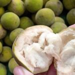 buah kecapi di menu mbg