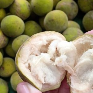 Viral Buah Kecapi di Menu MBG Tuai Polemik, Dokter Ungkap Fakta Gizi yang Terlewat