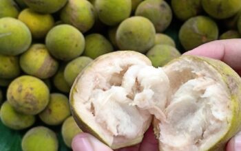 Viral Buah Kecapi di Menu MBG Tuai Polemik, Dokter Ungkap Fakta Gizi yang Terlewat