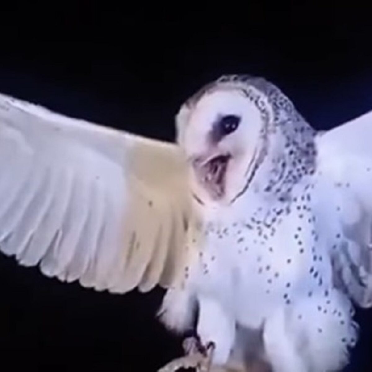 Burung Hantu Manguni Viral Usai Insiden Penembakan, Simbol Sakral dan Dilindungi Negara