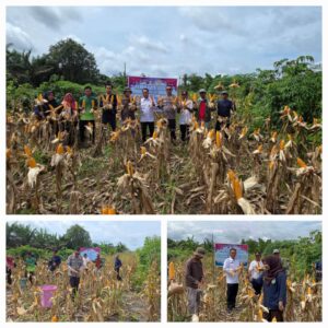 Polsek Hanau Dukung Ketahanan Pangan Melalui Panen Jagung di Desa Tanjung Paring.