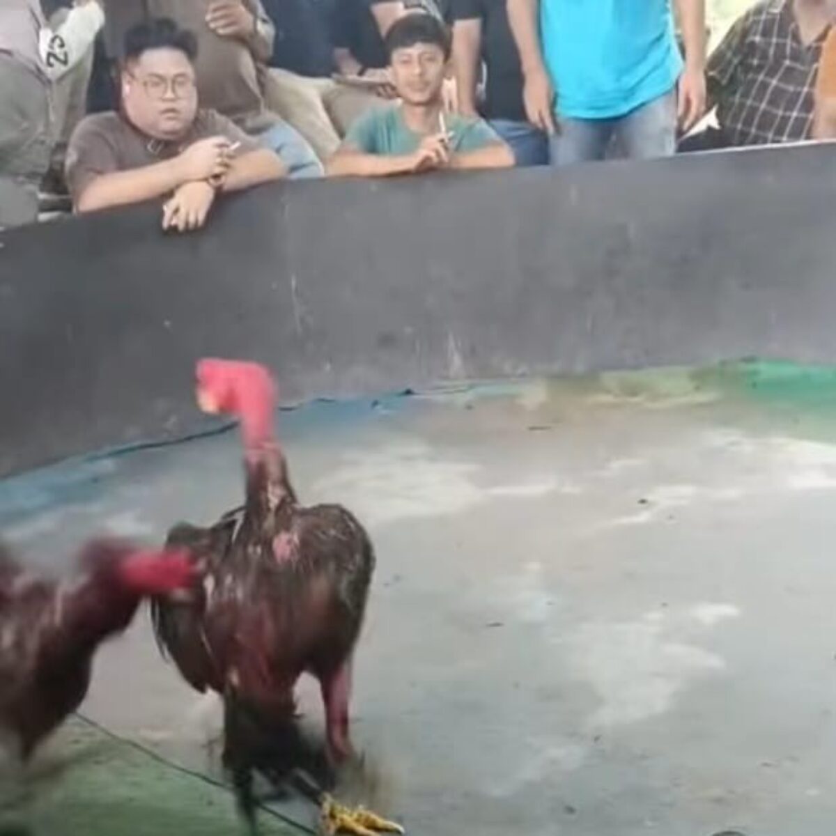 Arena Sabung Ayam’ di Gang Sejati Tuntungan Medan Masih Bebas Beroperasi, Warga Menduga Dibekingi Aparat