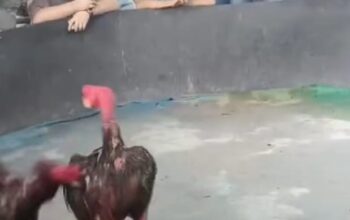 Arena Sabung Ayam’ di Gang Sejati Tuntungan Medan Masih Bebas Beroperasi, Warga Menduga Dibekingi Aparat