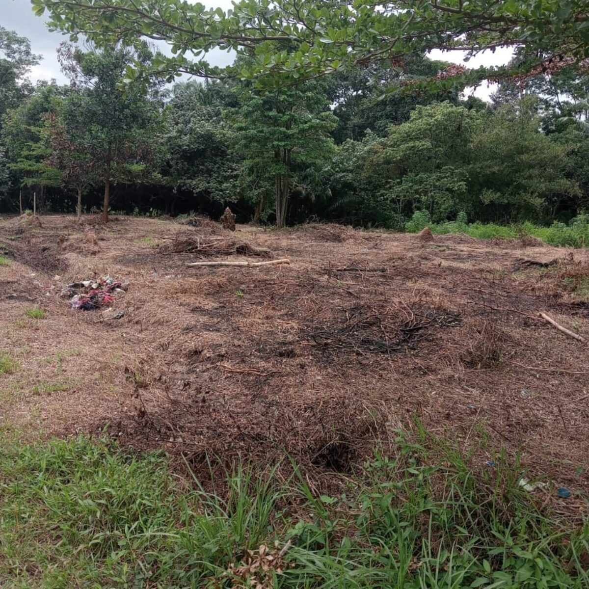 Oknum BPD Desa Lalang Sembawa Diduga Bakar Lahan Milik Desa untuk Kuasai Aset Tanah Provinsi