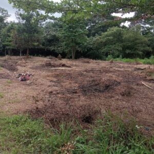 Oknum BPD Desa Lalang Sembawa Diduga Bakar Lahan Milik Desa untuk Kuasai Aset Tanah Provinsi