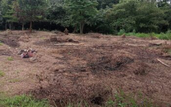 Oknum BPD Desa Lalang Sembawa Diduga Bakar Lahan Milik Desa untuk Kuasai Aset Tanah Provinsi