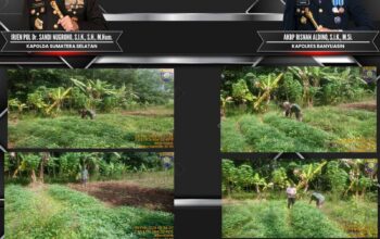 Bhabinkamtibmas Polsek Talang Kelapa Tinjau Lahan Ubi Rambat Warga, Perkuat Program P2B