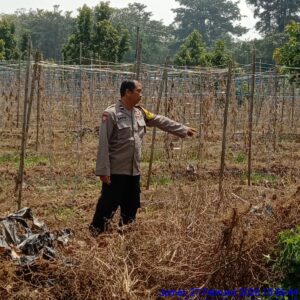 Bhabinkamtibmas Polsek Rambutan Ajak Warga Wujudkan Ketahanan Pangan Melalui Perawatan Tanaman Cabe