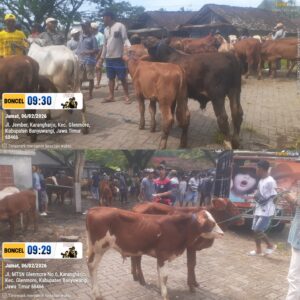 Lesunya Pasar Hewan Karangharjo Glenmore, Dampak PMK Kian Terasa