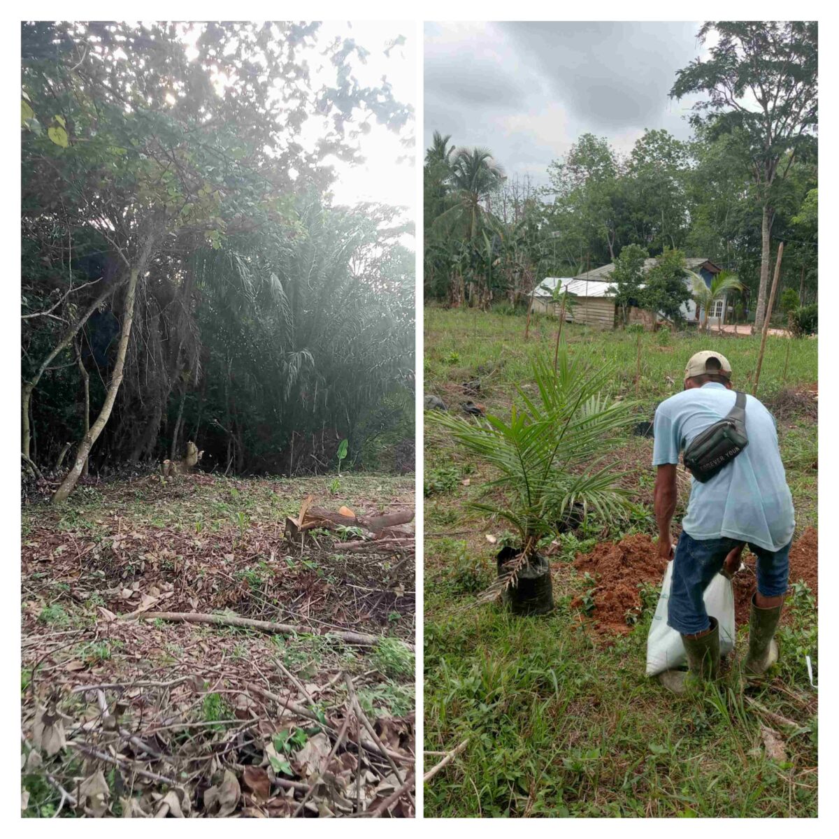 Harapan PAD Sirna, Kebun BUMDes Lalang Sembawa Diduga Dirusak Oknum Anggota BPD