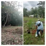 Harapan PAD Sirna, Kebun BUMDes Lalang Sembawa Diduga Dirusak Oknum Anggota BPD